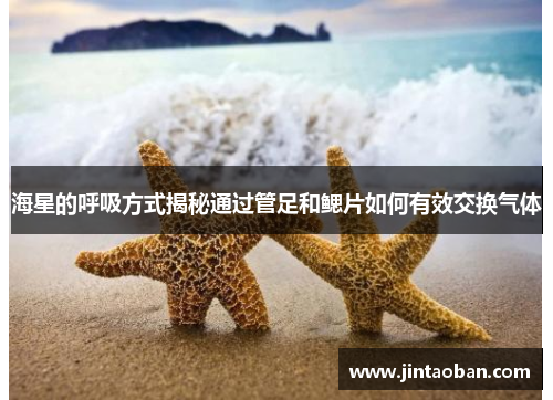海星的呼吸方式揭秘通过管足和鳃片如何有效交换气体